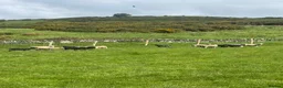 Sheep livestock for sale: Shetland X ewes - Advert 11
