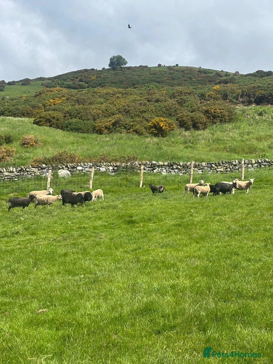 Sheep livestock for sale: Shetland X ewes - Advert 11