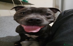 Staffordshire Bull Terrier dogs for stud: Orion available for stud - Image 4