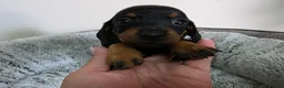 Dachshund dogs for sale: Beautiful Standard Dachshund Puppies  - Advert 24