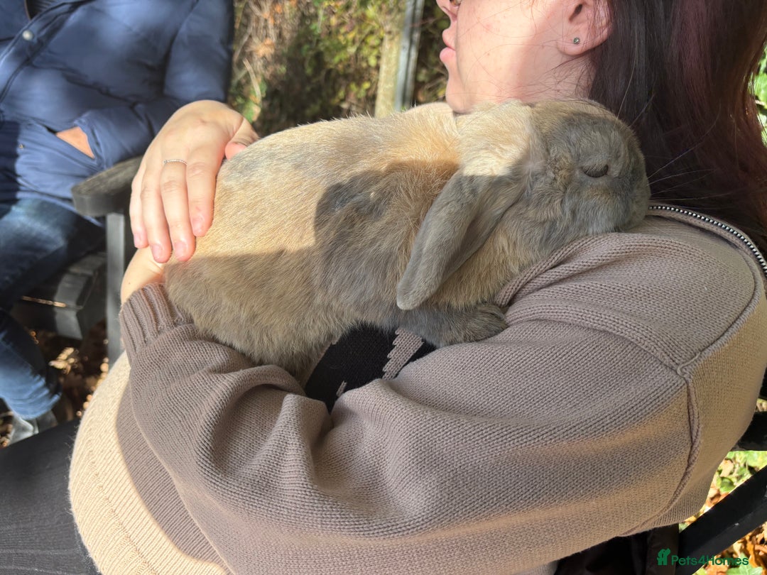 Cashmere Lop rabbits for sale: Mini cashmere lop (male) - Image 2