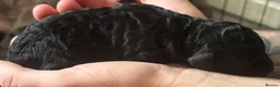 Cockapoo dogs for sale: BEAUTIFUL COCKAPOO PUPPIES  - Advert 15