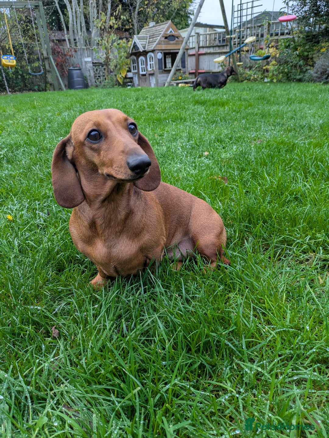 Miniature Dachshund dogs for sale: Lovely Miniature Dachshund  - Advert 2