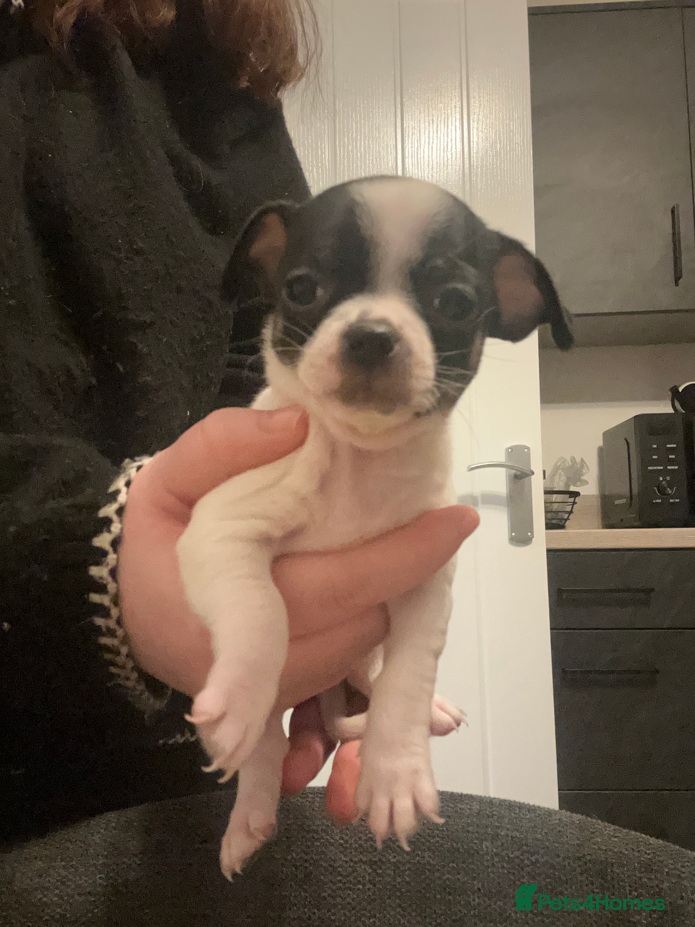 Chug dogs for sale: Female chug puppy - Advert 1