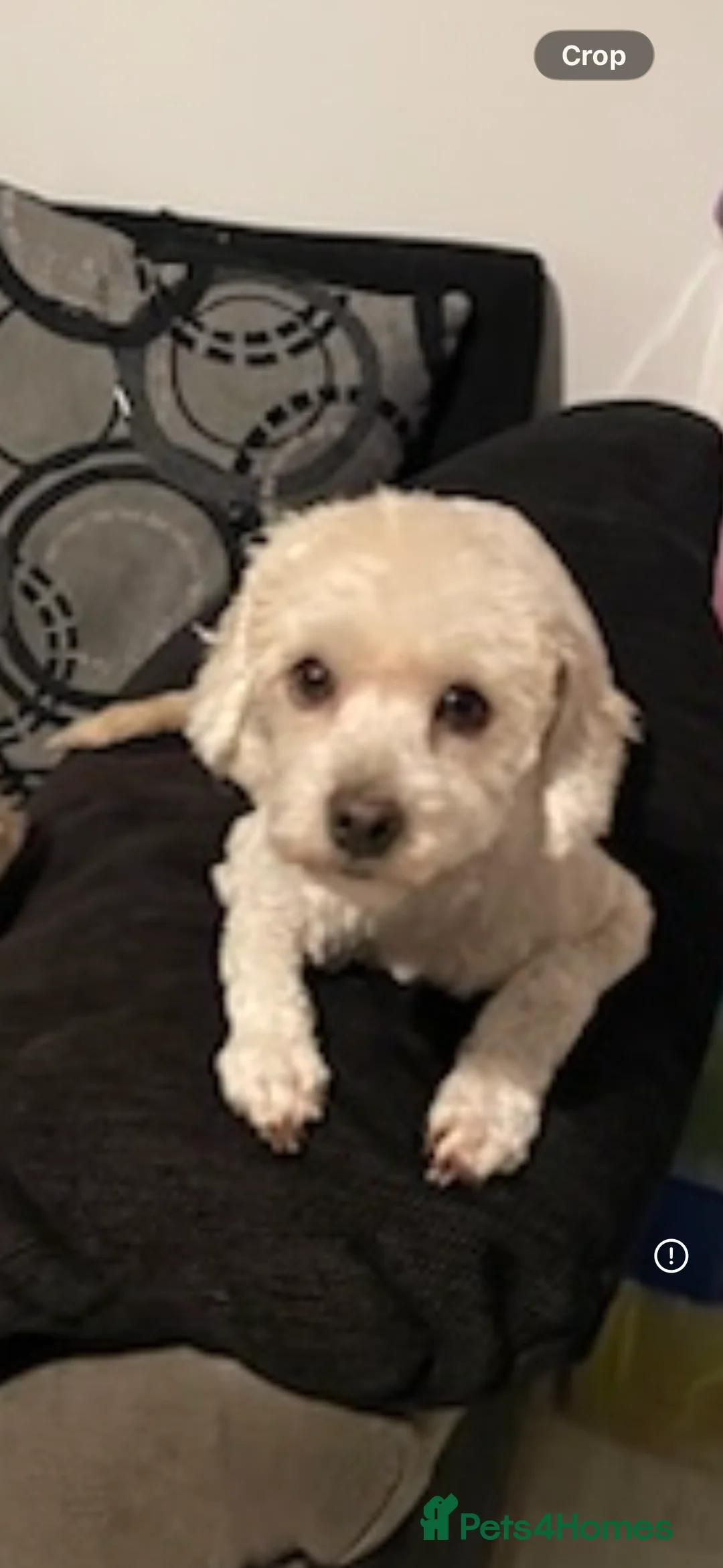Maltipoo dogs for sale: 2 Maltipoos   - Advert 2
