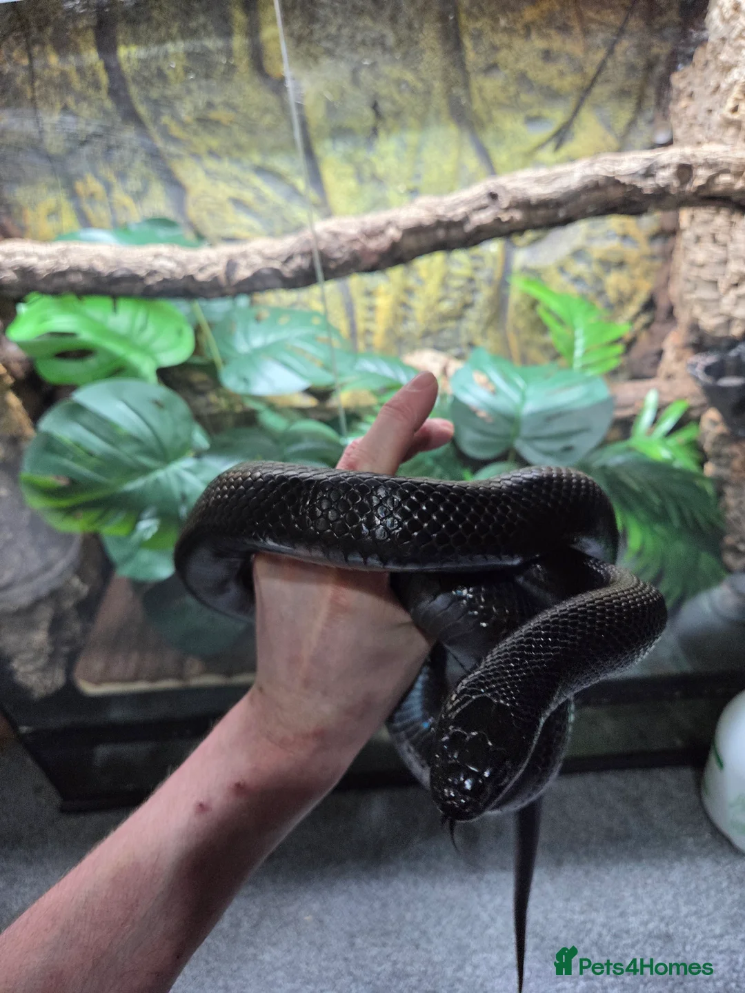 King Snake reptiles for sale: Female Mexican black king snake  - Advert 2