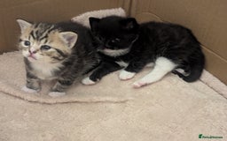 Mixed Breed cats for sale: 2 Sisters 1 Tabby and 1 Tuxedo Persian Mix - Image 19