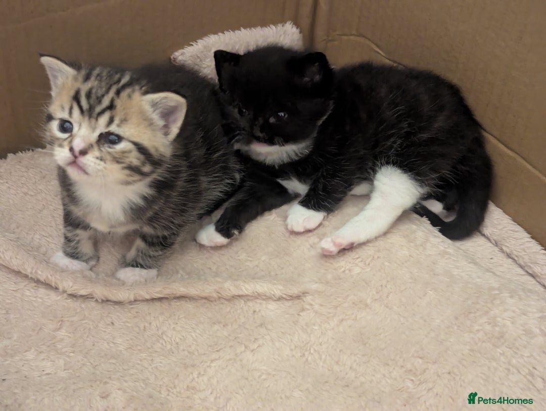 Mixed Breed cats for sale: 2 Sisters 1 Tabby and 1 Tuxedo Persian Mix - Image 19