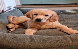 Golden Retriever dogs for sale: Male Golden Retriever puppy for sale.  - Image 1