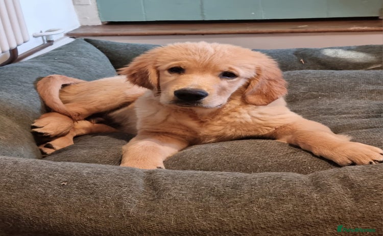 Golden Retriever dogs - Advert 1