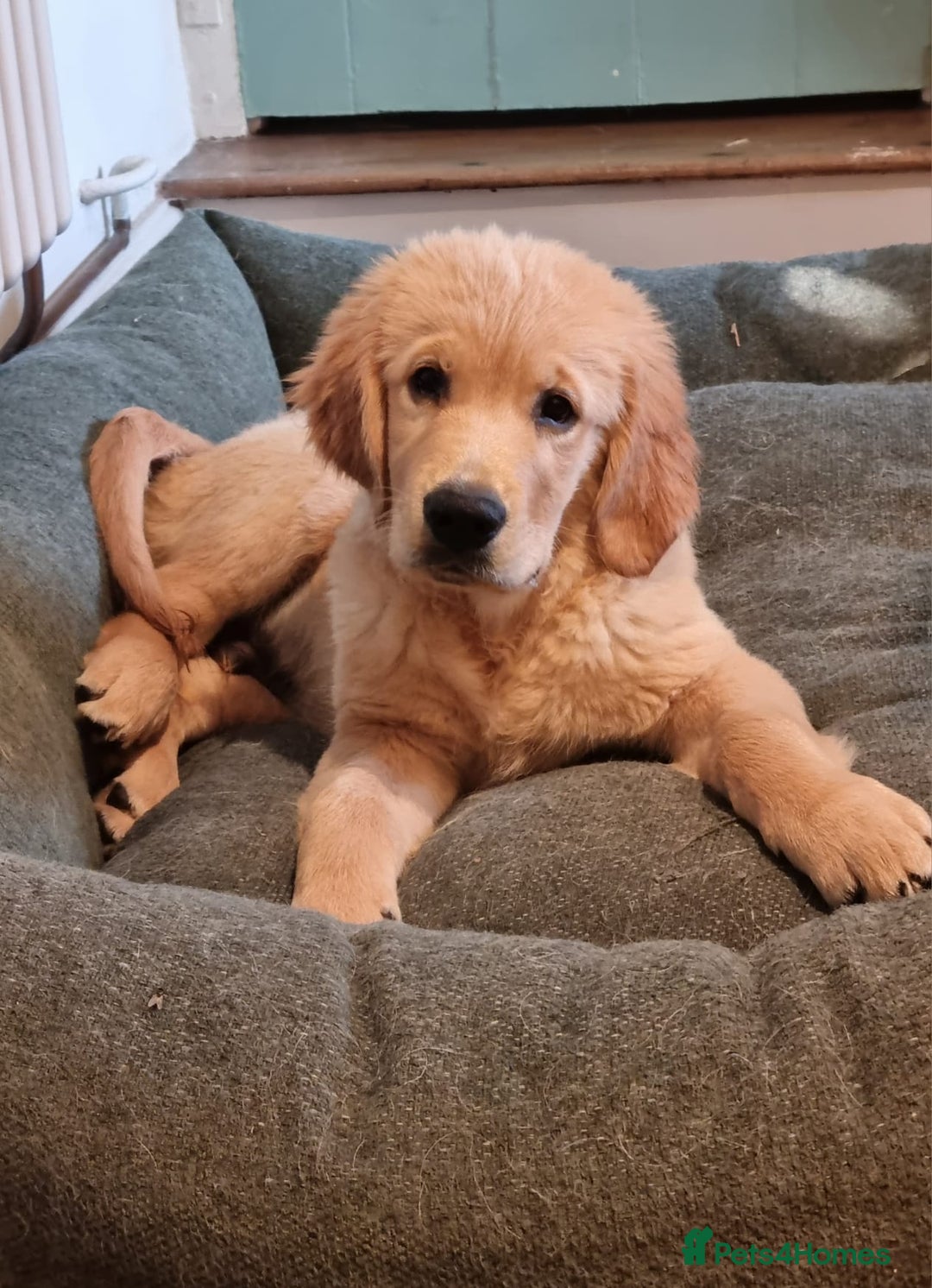 Golden Retriever dogs for sale: Male Golden Retriever puppy for sale.  - Image 1