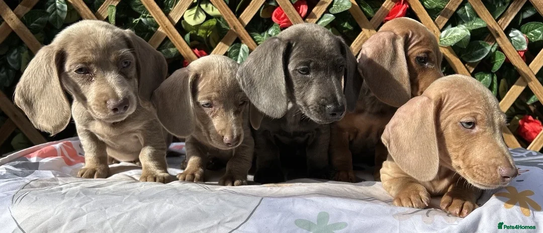 Dachshund dogs for sale: QUALITY SOLID COLOUR MINI DAXIS KC REG - Advert 11