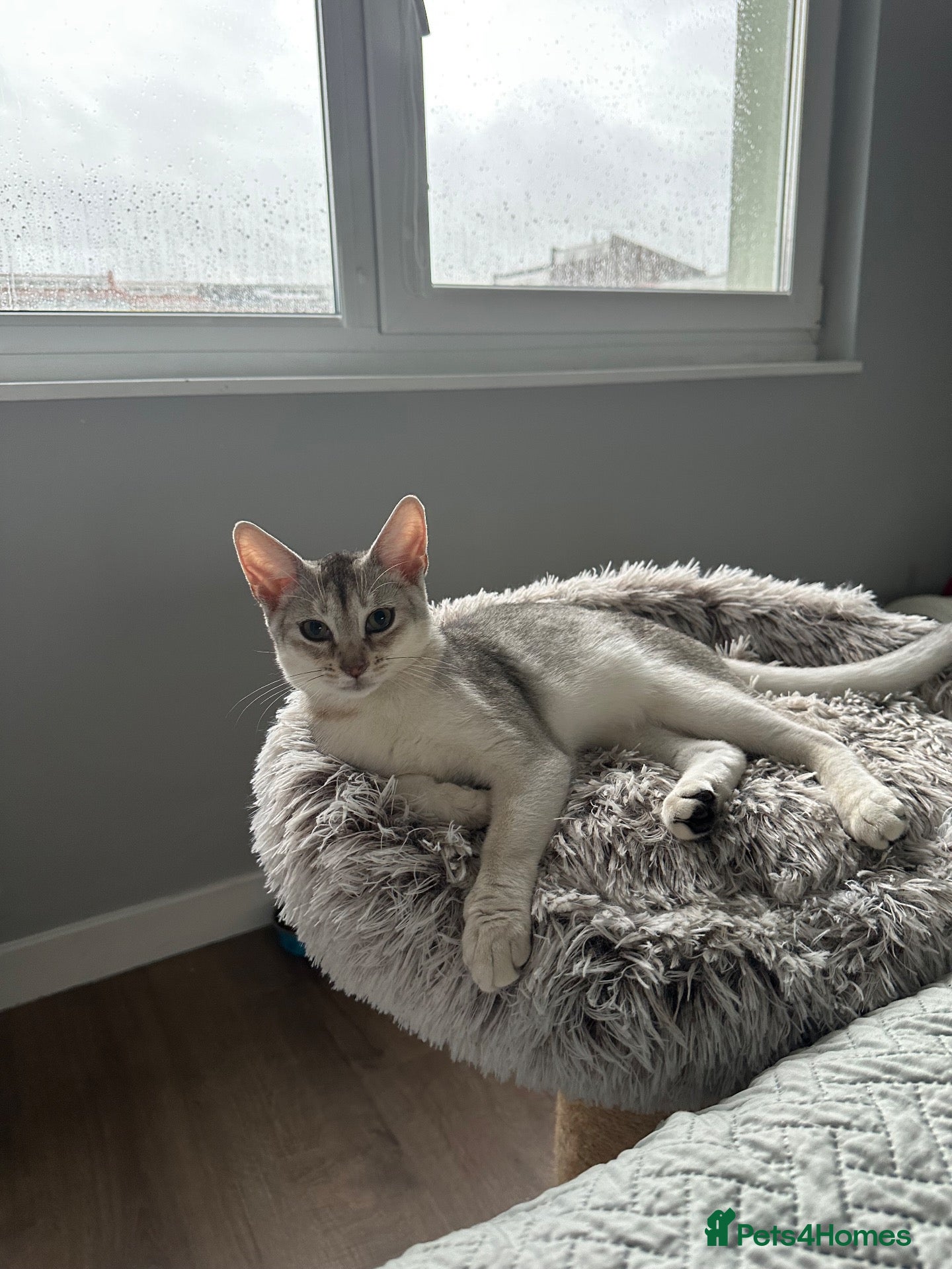 Abyssinian cats for sale: Last one boy ready to go🌟 - Advert 11