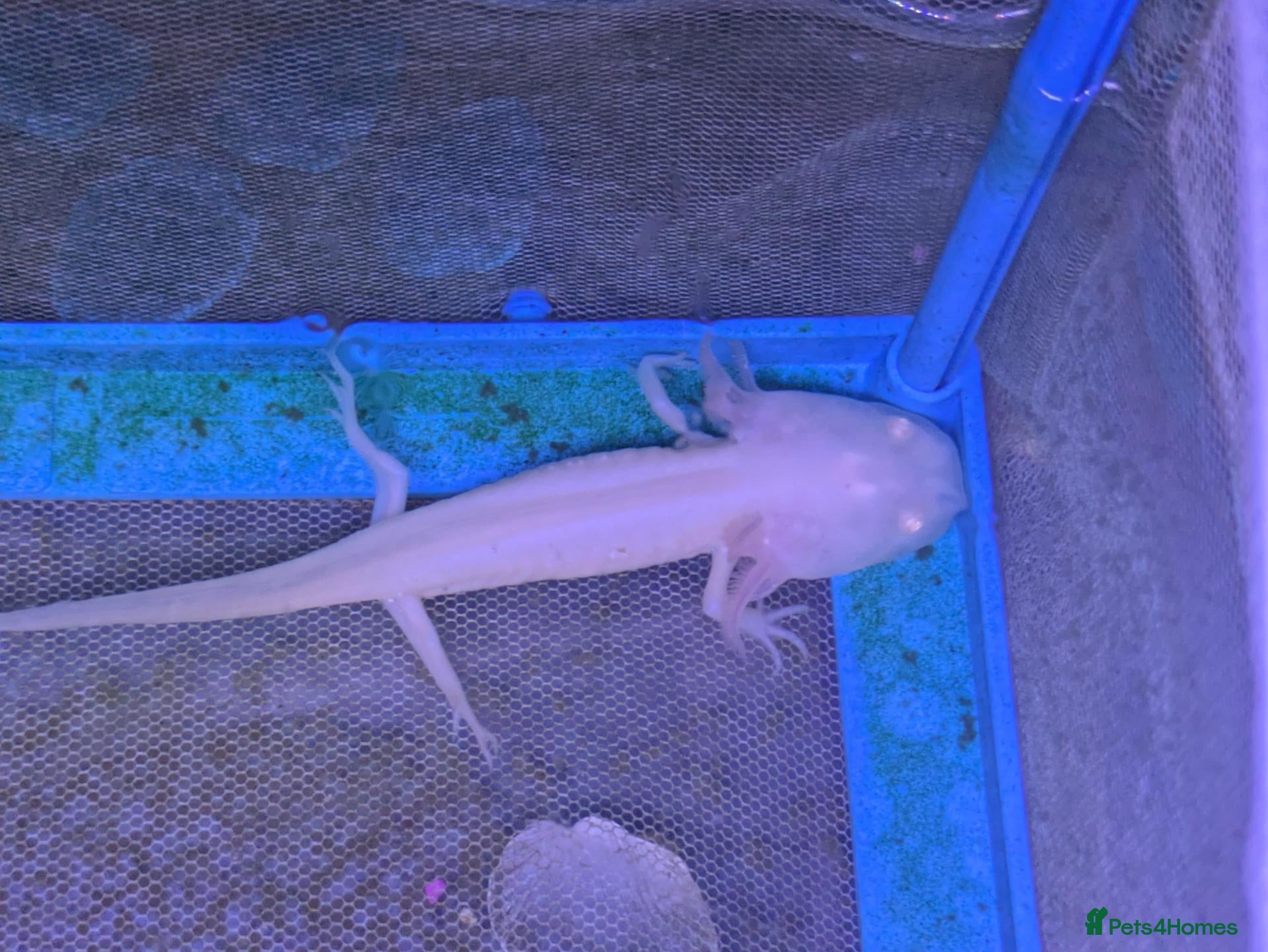 Axolotl reptiles Baby axolotl  - Advert 14
