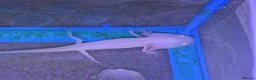 Axolotl reptiles for sale: Baby axolotl  in Wednesbury - Advert 1