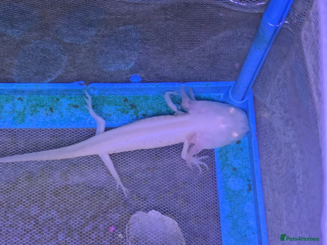 Axolotl reptiles for sale: Baby axolotl  in Wednesbury - Advert 1
