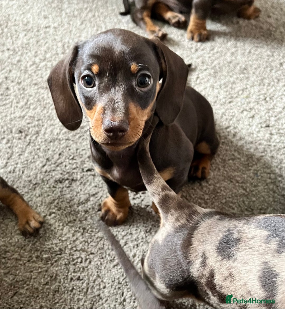 Miniature Dachshund dogs for sale: Miniature dachshunds READY for forever home 🐶🤎 - Image 30