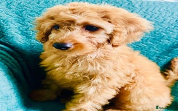 Labradoodle dogs for sale: Cute 🥰 Miniature Labradoodle Puppy 🐶  in Milton Keynes - Image 9