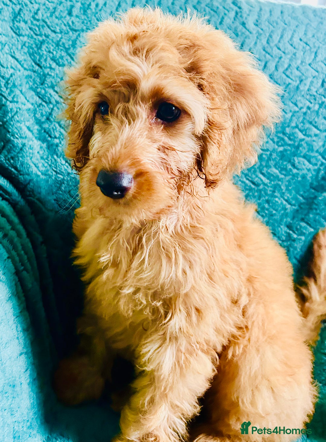 Labradoodle dogs for sale: Cute 🥰 Miniature Labradoodle Puppy 🐶  in Milton Keynes - Image 9