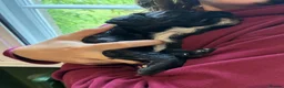 Cocker Spaniel dogs for sale: Working Cocker Spaniel last puppy male - Advert 13
