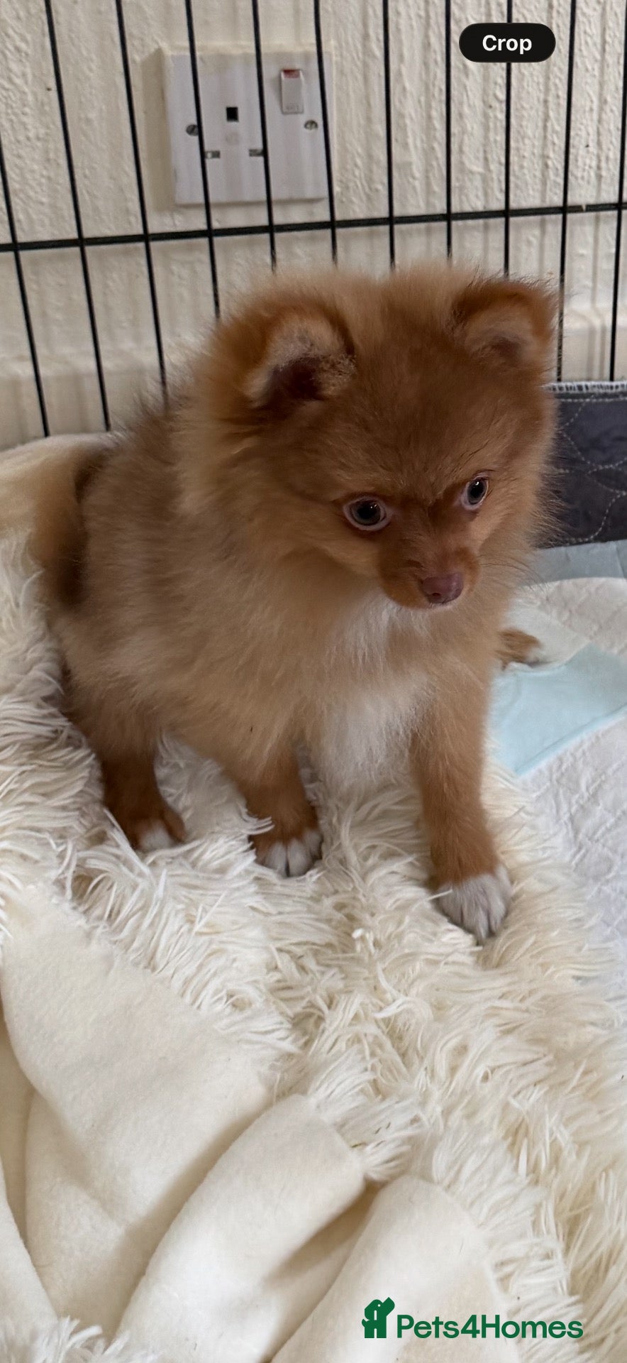 Pomeranian dogs BEAUTIFUL POMERANIAN PUPPY BOYS!! - Advert 2
