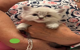 Ragdoll cats for sale: 5 Pure Ragdoll Kittens (7 Weeks Old) in Camborne - Image 9