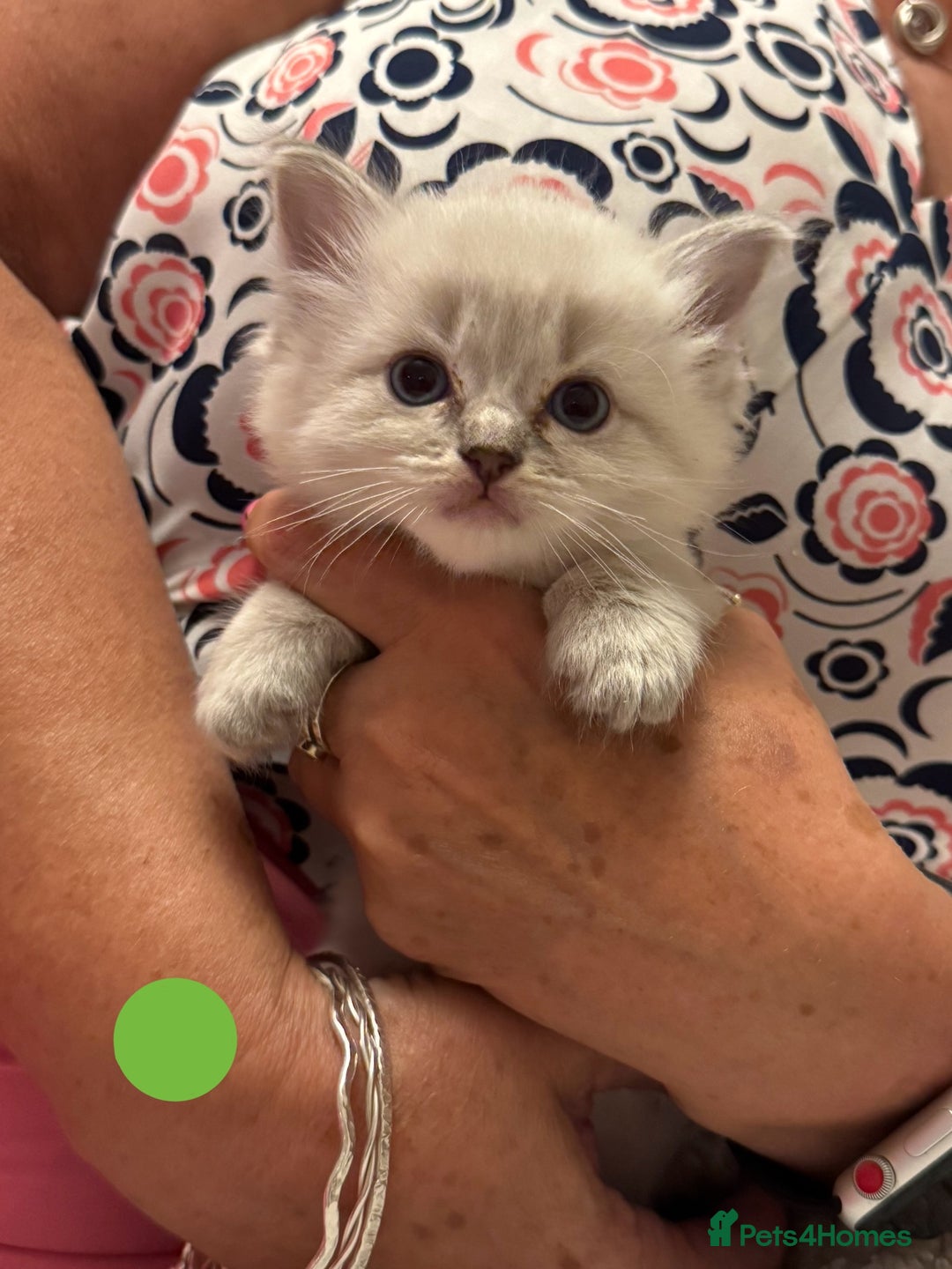 Ragdoll cats for sale: 5 Pure Ragdoll Kittens (7 Weeks Old) in Camborne - Image 9