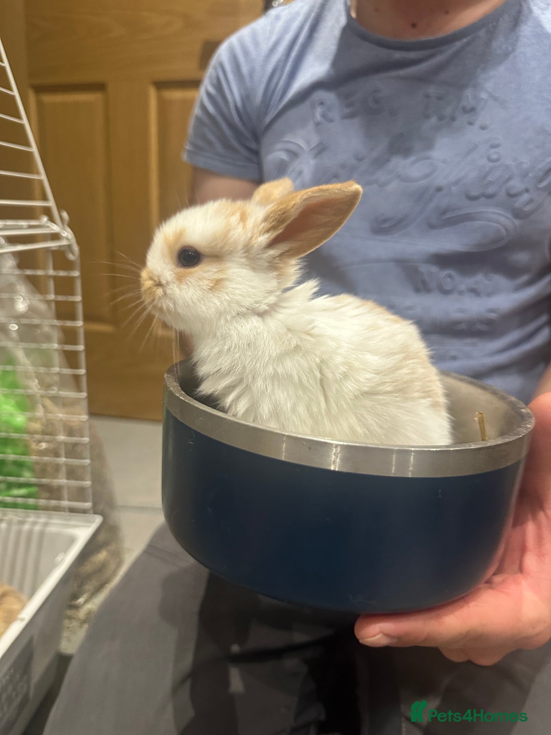 Mini Lop rabbits for sale: Mini lop babies for sale. Ready October 18th - Image 12