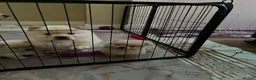 Chow Chow dogs for sale: Chow Chow pupy liverpool - Advert 13