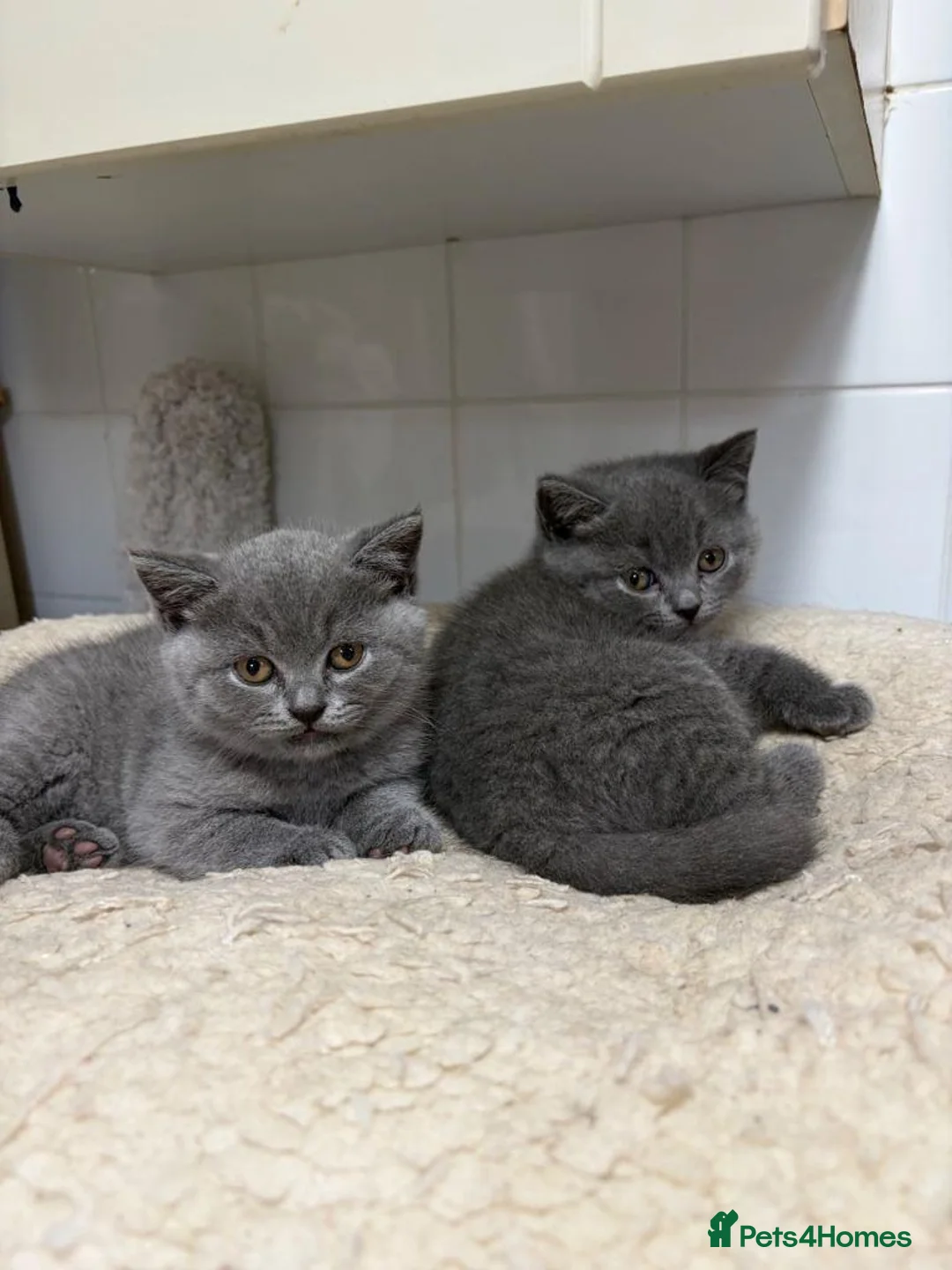 British Shorthair cats for sale: purebred British Shorthair kittens - Advert 2
