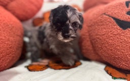 Cavapoo dogs for sale: Beautiful Cavapoo puppies  - Image 7