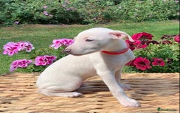 Italian Greyhound dogs for sale: Italian greyhound puppies KC reg European Lineage in Leeds - Image 2