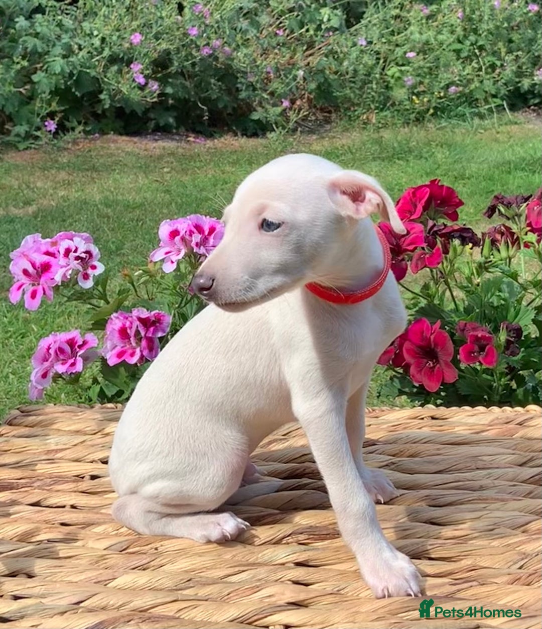 Italian Greyhound dogs for sale: Italian greyhound puppies KC reg European Lineage in Leeds - Image 2