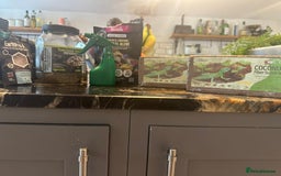 Hermann Tortoise reptiles for sale: 2 Herman tortoises for sale with full set up - Image 4