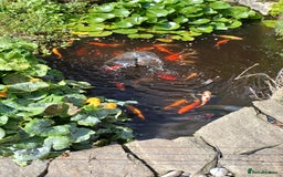 Pond Fish fish for sale: 40 to 50 assorted pond fish for sale - Image 3