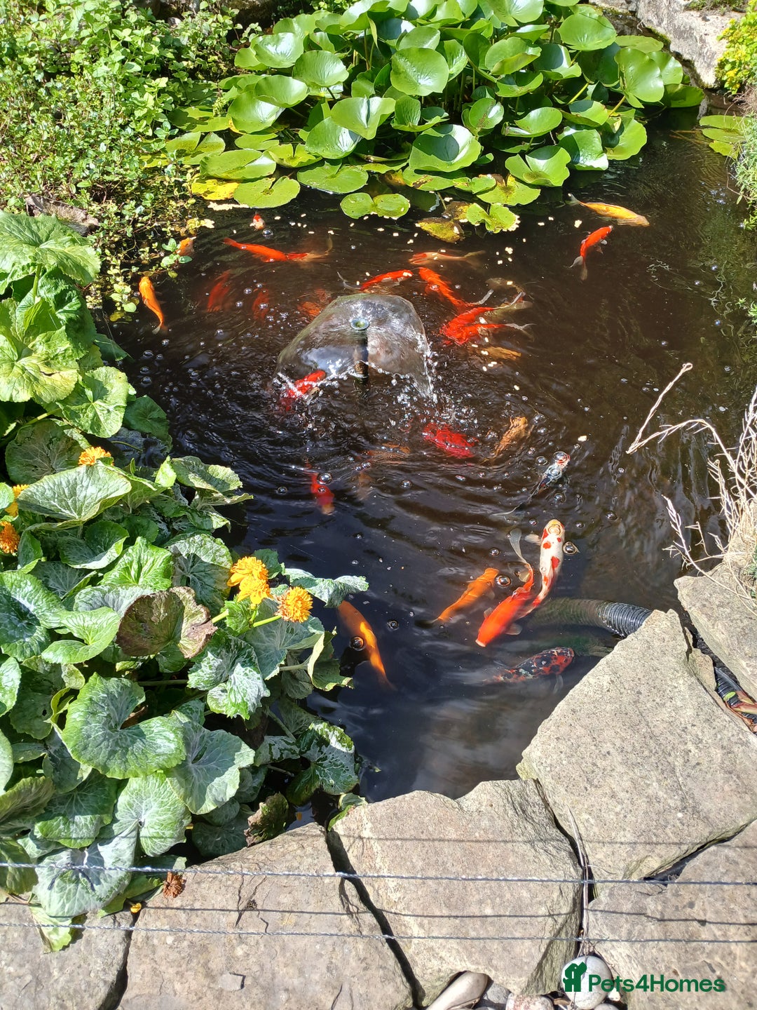 Pond Fish fish for sale: 40 to 50 assorted pond fish for sale - Image 3