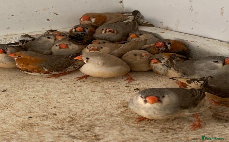 Finches birds - Advert 4