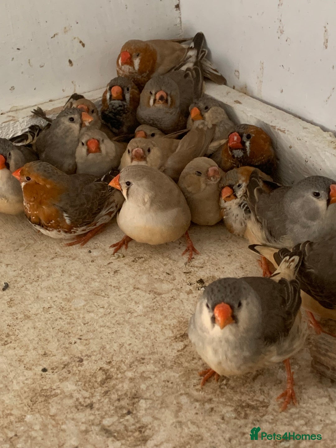 Finches birds for sale: Zebra finches - Image 1