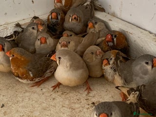Finches birds - Advert 4