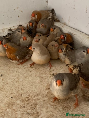 Finches birds - Advert 3