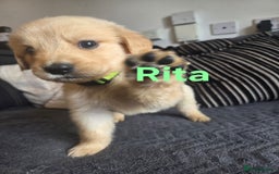 Goldador dogs for sale: Kitanas puppies  - Image 8