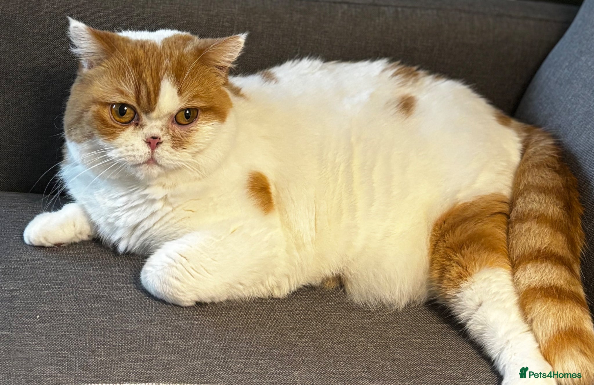 British Shorthair cats ⭐️ URGENT! ⭐️Gorgeous Certified British Shorthair  - Advert 1