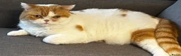 British Shorthair cats for sale: ⭐️ URGENT! ⭐️Gorgeous Certified British Shorthair  - Advert 1