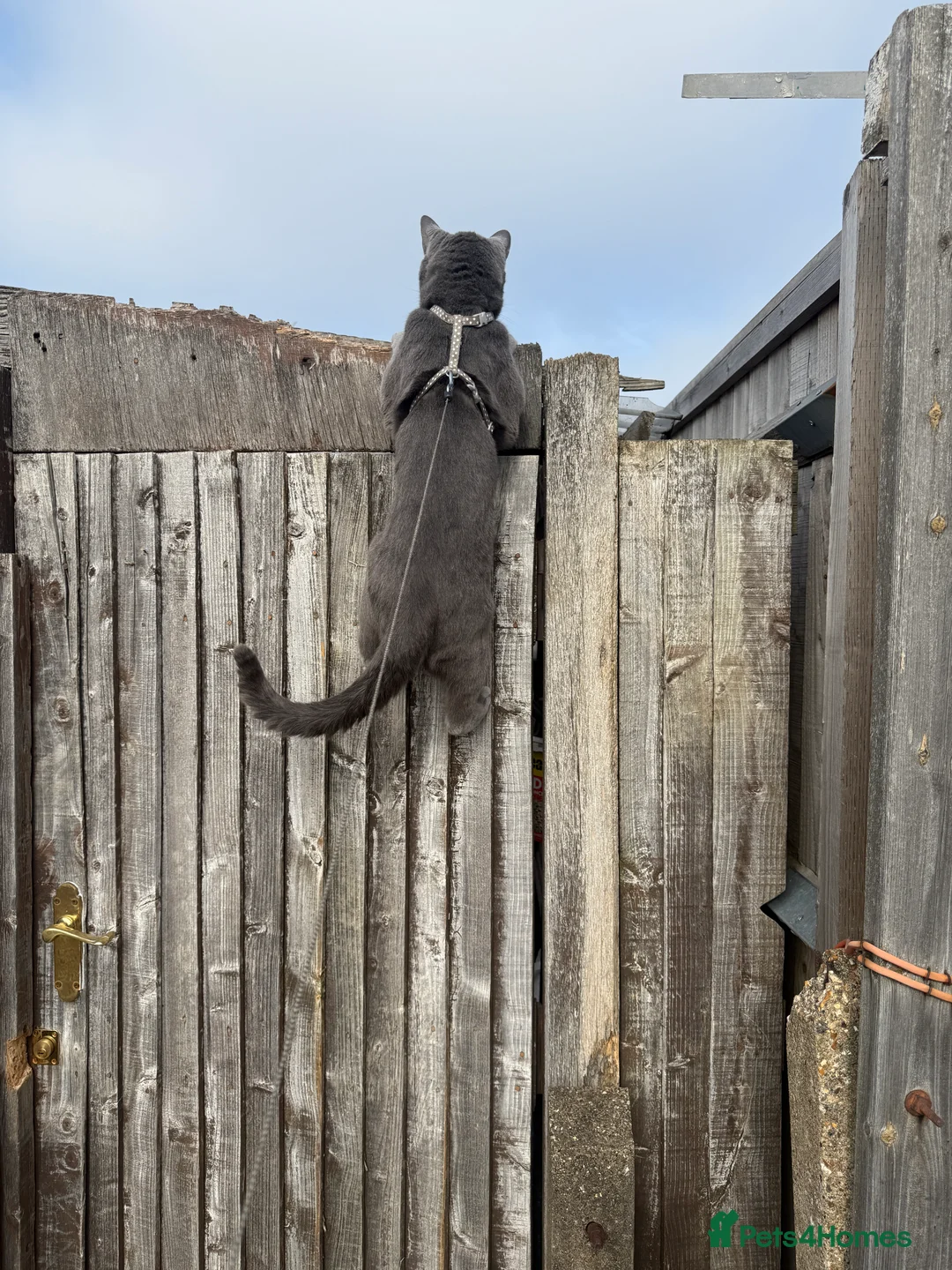 Russian Blue cats for stud: Pure Russian Blue Stud Available for Mating in Chessington - Advert 6