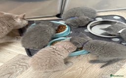 British Shorthair cats for sale: British Shorthair Kittens - Image 9
