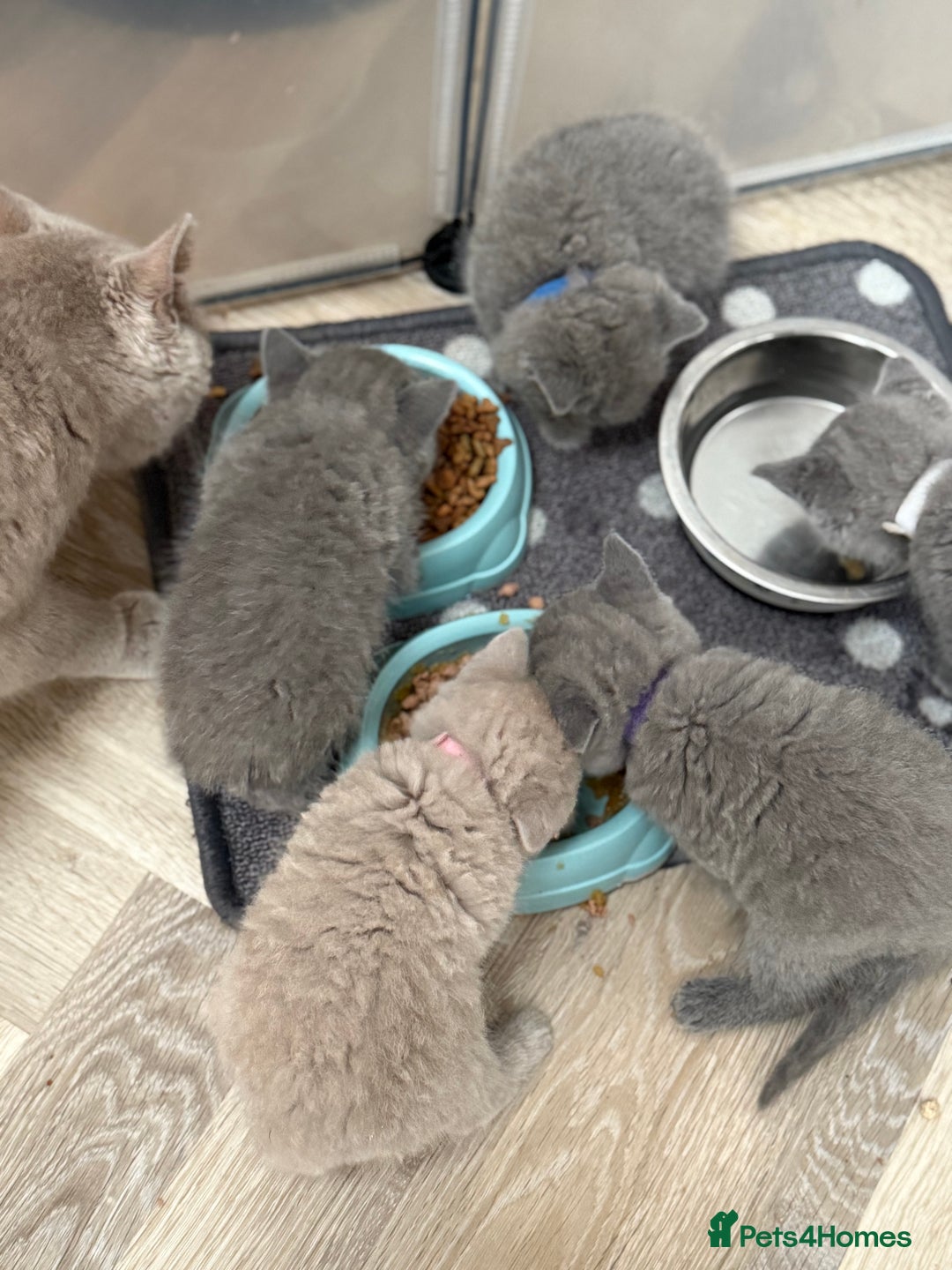 British Shorthair cats for sale: British Shorthair Kittens - Image 9