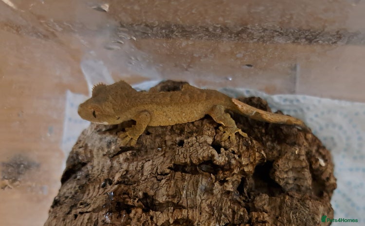 Gecko reptiles 2 approx 12 week old Crested Geckos - Advert 6
