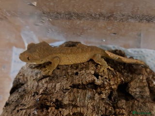 Gecko reptiles 2 approx 12 week old Crested Geckos - Advert 1