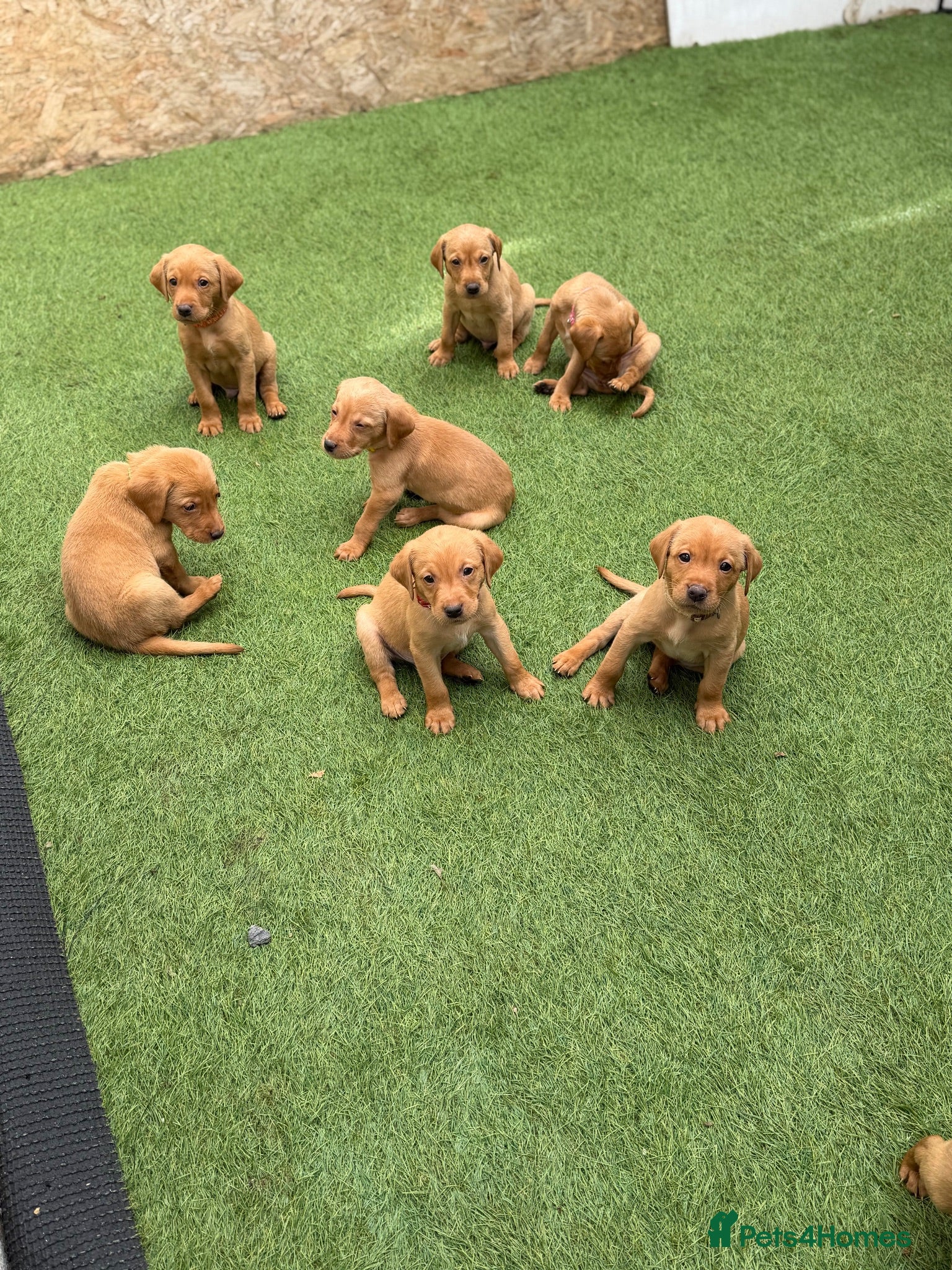 Labrador Retriever dogs KC Registered Fox Red Labrador Puppies - Advert 4