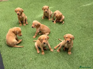 Labrador Retriever dogs KC Registered Fox Red Labrador Puppies - Advert 4